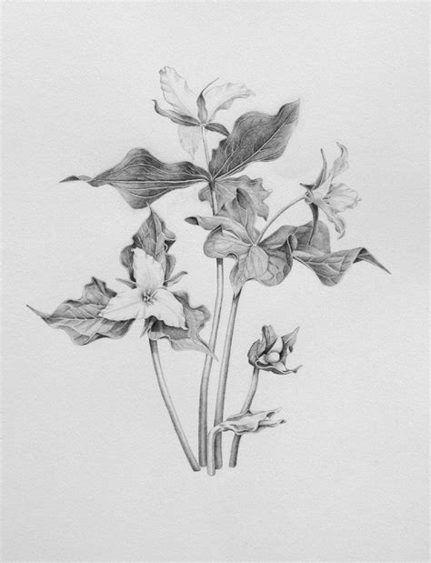 Trillium Flower Drawing