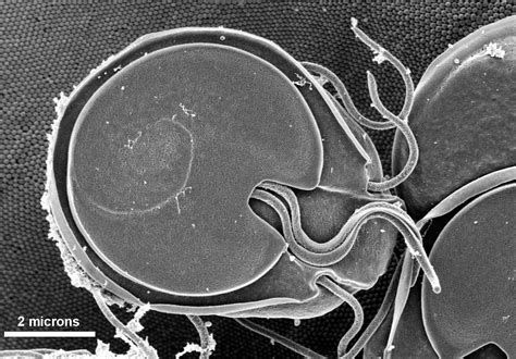 Free picture: ventral, surface, giardia muris, trophozoite, settled, mucosal, surface, rats ...