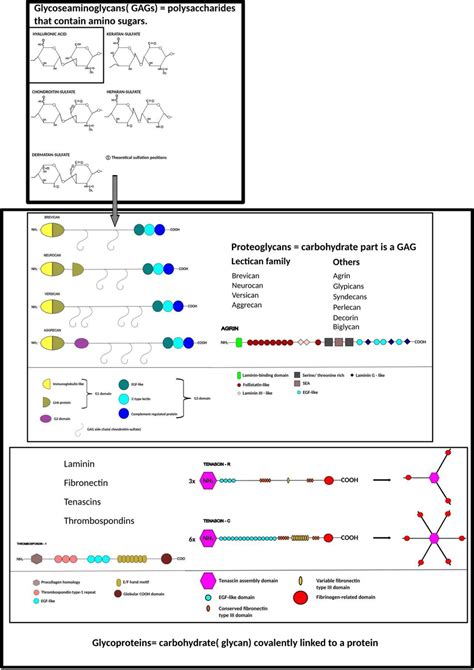 Typical components of central nervous system extracellular matrix... | Download Scientific Diagram