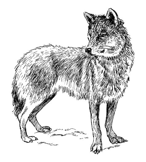 Wolf Clipart Illustration Free Stock Photo - Public Domain Pictures