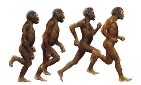 Bipedalism Evolution