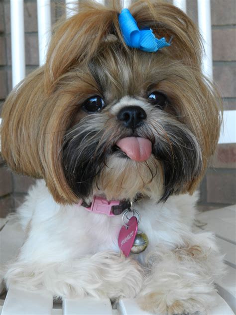 Shih Tzu Gratis - Shih Tzu Dog