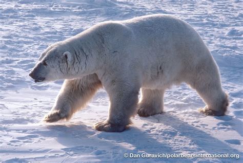 Churchill Photos of the Week - Churchill Polar Bears