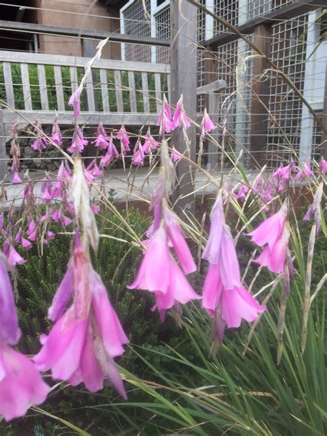 August 2016 Plant Profile: Dierama pulcherrimum