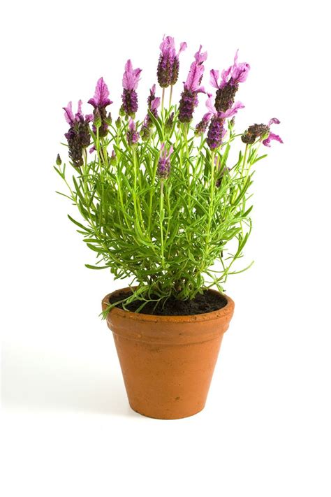 Free Images : white, flower, pot, spring, herb, soil, lavender, leaves, background, flowerpot ...