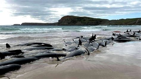 Nearly 500 whales die in New Zealand mass strandings