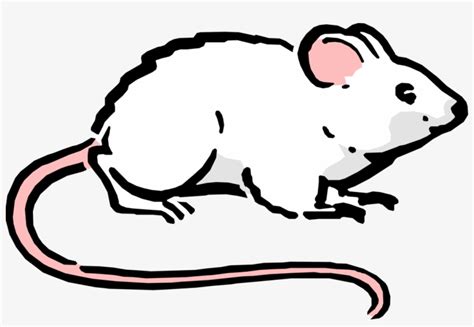 Vector Illustration Of Cartoon Rodent White Mouse - Ratos Desenho Png Transparent PNG - 1089x700 ...