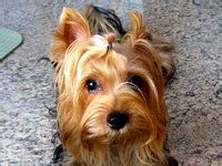 Australia Silky Terrier Rescue ― ADOPTIONS ― RescueMe.Org