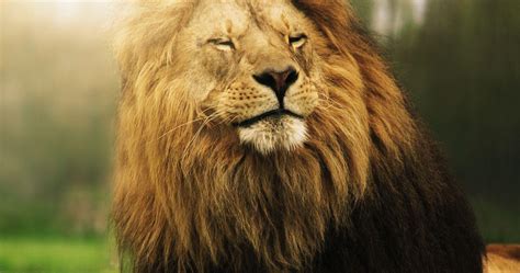 Lion Roaring 4K Ultra HD Wallpapers - Top Free Lion Roaring 4K Ultra HD Backgrounds ...