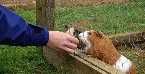 Best Outdoor Guinea Pig Hutch - Pocket Pet Central