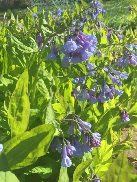 The Phytophactor: Friday Fabulous Flower - Bluebells