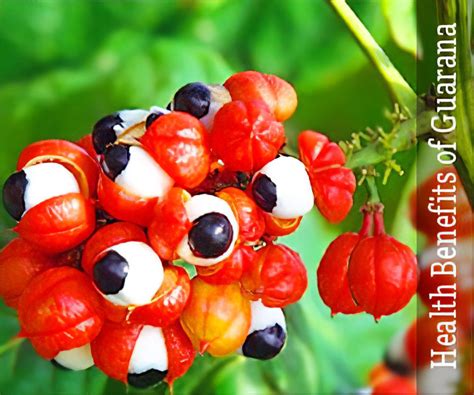 Top 5 Health Benefits of Guarana | Nutrition drinks, How to make tea, Guarana powder