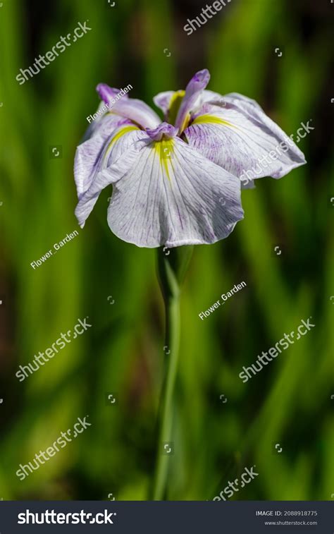 Iris Xiphoid Latin Iris Ensata Japanese Stock Photo 2088918775 | Shutterstock