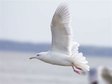 Glaucous Gull | Audubon Field Guide