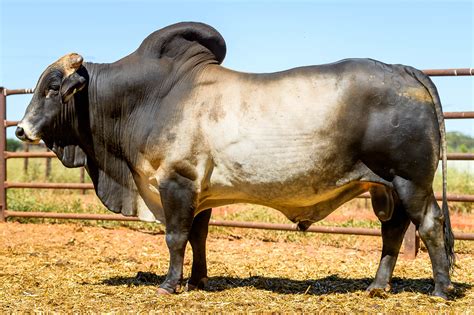 Lot 6 - HH Select Brahman Bull 16800 | AuctionsPlus