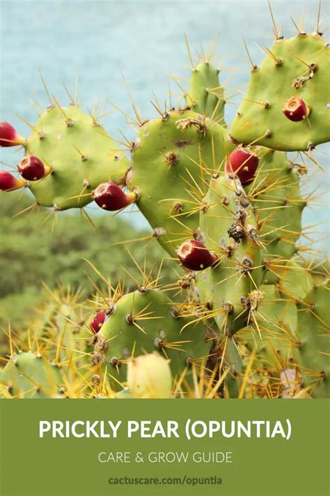 Prickly Pear (Opuntia) Cactus Care & Grow Guide - CactusCare