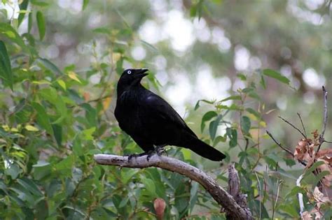 Raven Symbolism (Meanings & Interpretations) - Bird Feeder Hub