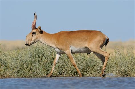 Saiga Antelope Facts | CRITTERFACTS