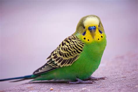 8 Top Green Parrots to Keep as Pets