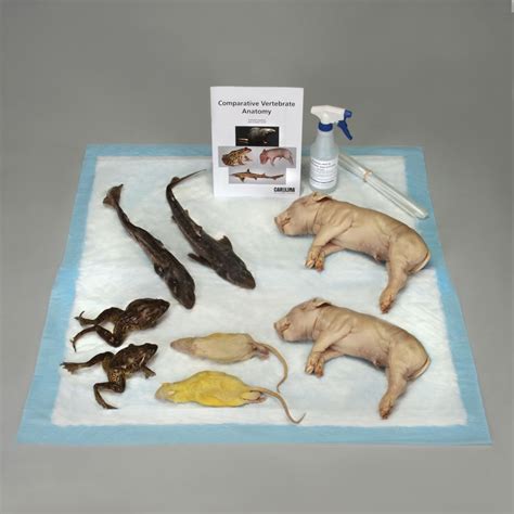 Comparative Vertebrate Anatomy Kit | Carolina.com