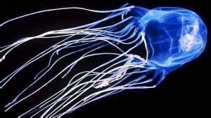 Irukandji Jellyfish Are Tiny And Deadly | New Life Narrabri