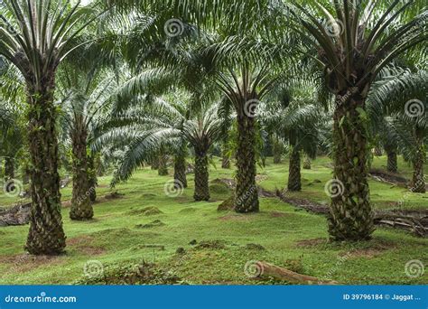 Oil palm plantation stock photo. Image of freshness, country - 39796184