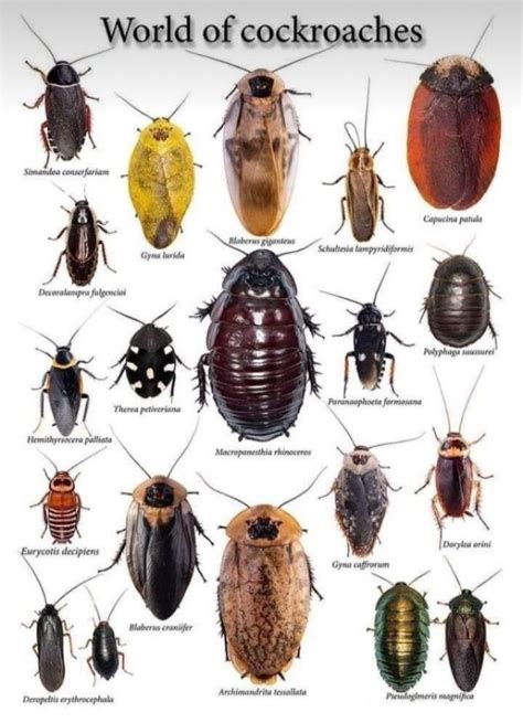 german roach life cycle - Magan Pool