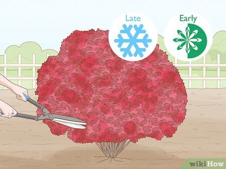 3 Ways to Prune Burning Bush - wikiHow