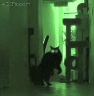 The "Boogeyman" Attack | Funny animals, Funny cats, Crazy cats