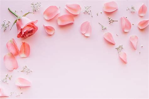 1920x1080px | free download | HD wallpaper: flowers, roses, petals, pink, fresh, tender ...