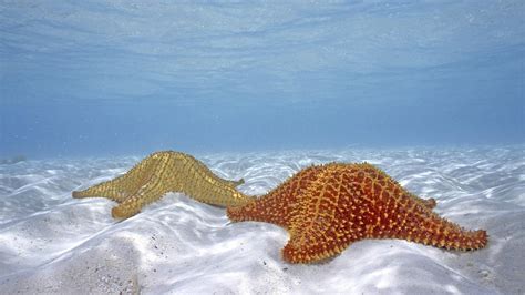 Starfish Desktop Wallpapers - 4k, HD Starfish Desktop Backgrounds on ...