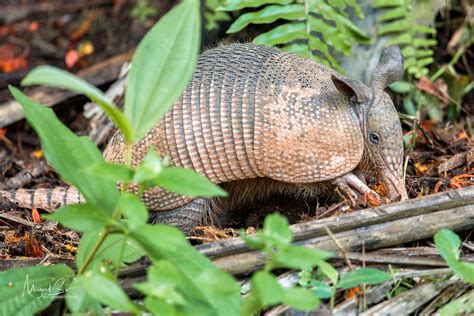 Nine-banded Armadillo (Dasypus novemcinctus)