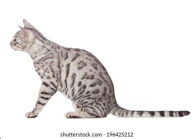 1,442 Cat Sitting Sideways Images, Stock Photos & Vectors | Shutterstock