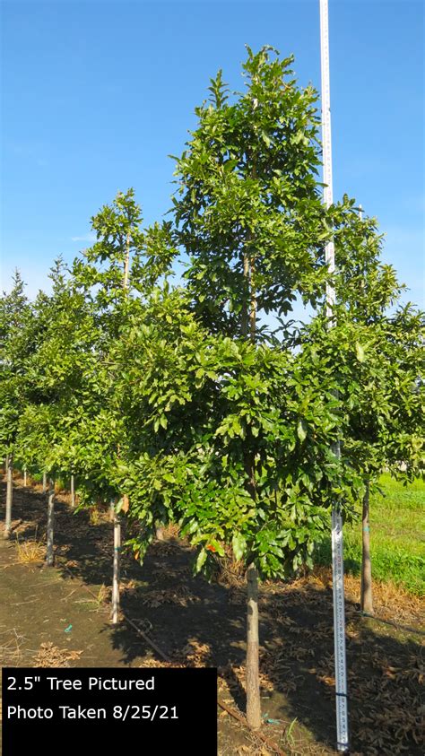 Shingle Oak Tree - Quercus Imbricaria | Goodmark Nurseries