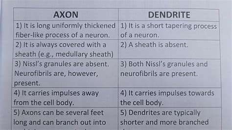 Difference Between Axon And Dendrite?-Class Series - YouTube