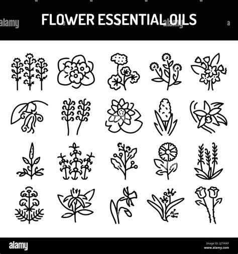 Flower essential oils color line icons set. Pictogram for web page, mobile app, promo Stock ...