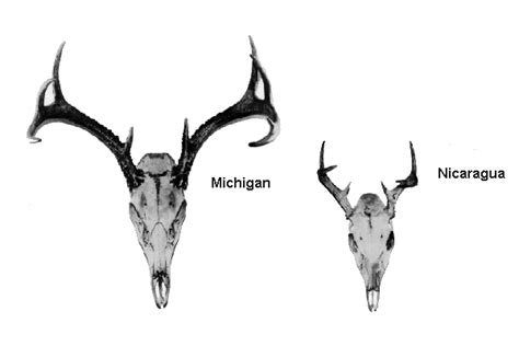 Nature. Observation. Discovery. Community.: Friday Field Notes: On Bergmann's Rule, Ratios, and ...