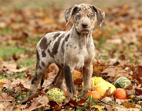 Where To Find Catahoula Cur Puppies | PETSIDI