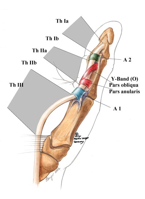 (PDF) Flexor tendon pulleys thumb anatomy zones Langer 2002