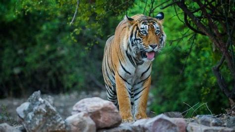 Information About Ranthambore National Park