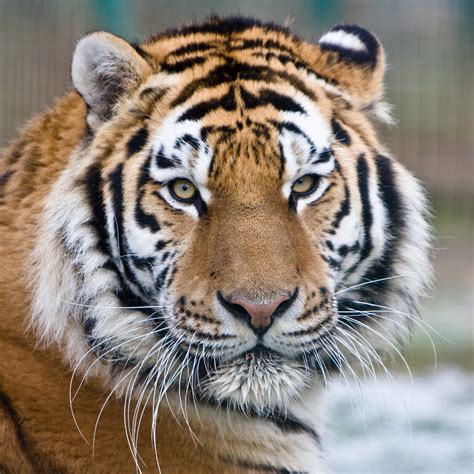 File:Makari the Tiger.jpg - Wikimedia Commons