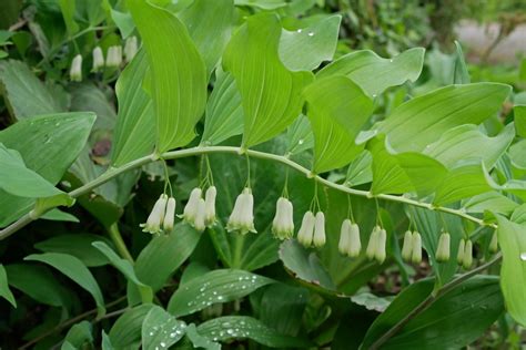 Polygonatum multiflorum