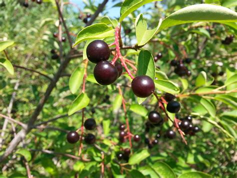 Chokecherry Plant Data