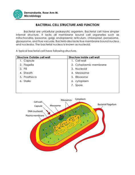 Bacterial CELL Structure AND Function - BACTERIAL CELL STRUCTURE AND ...