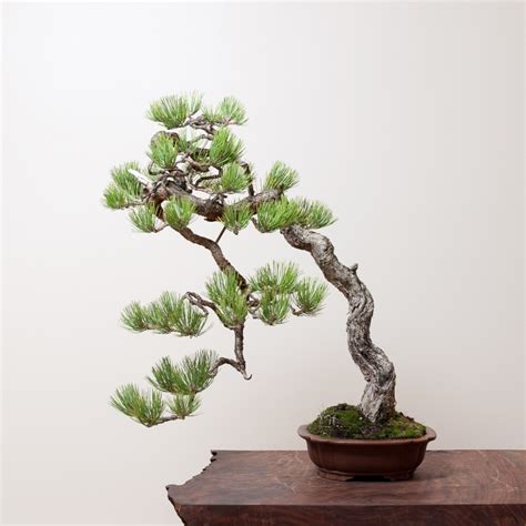 Ponderosa Pine No. 12 | Bonsai Mirai