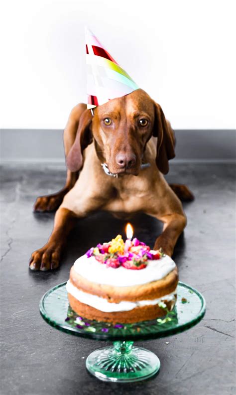 Birthday Cake for Dogs {Grain Free} | LaptrinhX / News