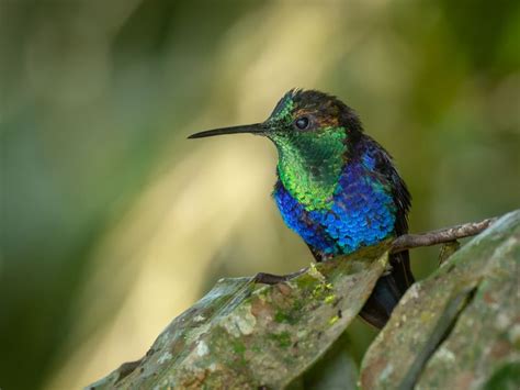 The Most Beautiful Hummingbird | Smithsonian Photo Contest | Smithsonian Magazine