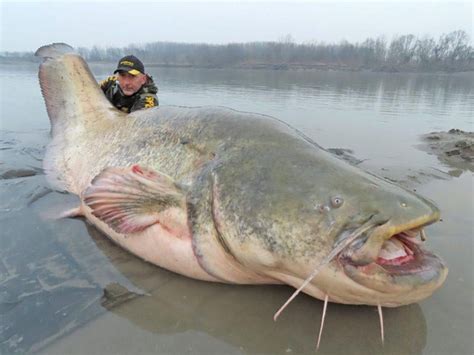 The Wels Catfish, a large species of catfish native to wide areas of central, southern, and ...