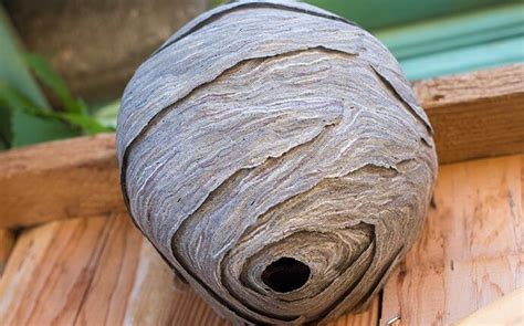 Blog - Why You Shouldn’t Try To Remove A Hornet’s Nest From Your Dallas Property On Your Own