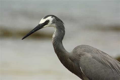 White Faced Heron Bird Beach - Free photo on Pixabay - Pixabay